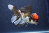 Thai Oranda  Tricolor 5 Inch (ID#1022To1b-82) Free2Day SHIPPING