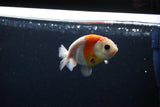 Ranchu  Sakura 3 Inch (ID#1119R1c-80) Free2Day SHIPPING