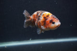 Juvenile Ranchu  Calico 3.5 Inch (ID#0107R9b-64) Free2Day SHIPPING