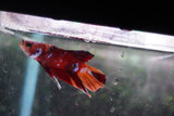 Nemo Galaxy  Koi Plakat Male Betta (ID#801-M415) Free2Day SHIPPING