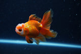 Baby Thai Oranda  Red White 3 Inch (ID#307TPTA-103) Free2Day SHIPPING