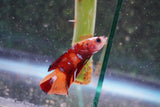 Nemo Galaxy  Koi Plakat Male Betta (ID#801-M415) Free2Day SHIPPING