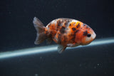 Juvenile Ranchu  Calico 3.5 Inch (ID#0107R9b-64) Free2Day SHIPPING