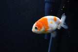 Ranchu  Sakura 3 Inch (ID#1119R1c-80) Free2Day SHIPPING