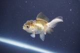 Baby Thai Oranda  Tricolor 3 Inch (ID#906ToPtA-32) Free2Day SHIPPING