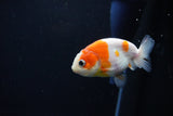 Ranchu  Sakura 3 Inch (ID#1119R1c-80) Free2Day SHIPPING