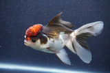 Thai Oranda  Tricolor 5 Inch (ID#1022To1b-82) Free2Day SHIPPING