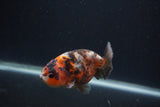 Juvenile Ranchu  Calico 3.5 Inch (ID#0107R9b-64) Free2Day SHIPPING