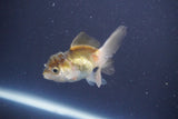 Baby Thai Oranda  Tricolor 3 Inch (ID#906ToPtA-32) Free2Day SHIPPING