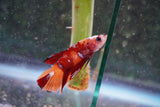 Nemo Galaxy  Koi Plakat Male Betta (ID#801-M415) Free2Day SHIPPING