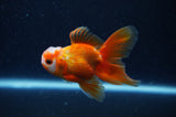 Baby Thai Oranda  Red White 3 Inch (ID#307TPTA-103) Free2Day SHIPPING