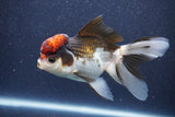 Thai Oranda  Tricolor 5 Inch (ID#1022To1b-82) Free2Day SHIPPING