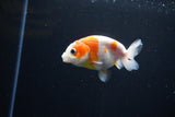 Ranchu  Sakura 3 Inch (ID#1119R1c-80) Free2Day SHIPPING