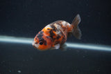 Juvenile Ranchu  Calico 3.5 Inch (ID#0107R9b-64) Free2Day SHIPPING