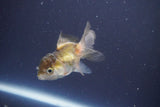 Baby Thai Oranda  Tricolor 3 Inch (ID#906ToPtA-32) Free2Day SHIPPING