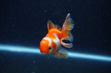 Baby Thai Oranda  Red White 3 Inch (ID#311TPTA-92) Free2Day SHIPPING