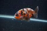 Juvenile Ranchu  Calico 3.5 Inch (ID#0107R9b-64) Free2Day SHIPPING