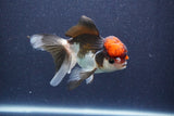 Thai Oranda  Tricolor 5 Inch (ID#1022To1b-82) Free2Day SHIPPING