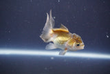 Baby Thai Oranda  Tricolor 3 Inch (ID#906ToPtA-32) Free2Day SHIPPING