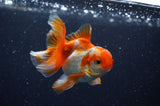 Baby Thai Oranda  Red White 3 Inch (ID#311TPTA-92) Free2Day SHIPPING