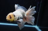 Thai Oranda  Panda 6 Inch (ID#415T6b-109)