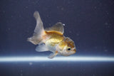 Baby Thai Oranda  Tricolor 3 Inch (ID#906ToPtA-32) Free2Day SHIPPING