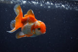 Baby Thai Oranda  Red White 3 Inch (ID#311TPTA-92) Free2Day SHIPPING