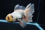 Thai Oranda  Panda 6 Inch (ID#415T6b-109)