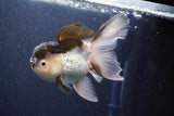 Thai Oranda  Panda 5 Inch (ID#1022To1b-83) Free2Day SHIPPING