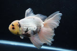 Thai Oranda  Panda 6 Inch (ID#415T6b-109)