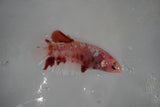 Giant Koi Galaxy  Plakat Female Betta (ID#801-F401) Free2Day SHIPPING