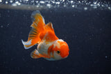 Baby Thai Oranda  Red White 3 Inch (ID#311TPTA-92) Free2Day SHIPPING