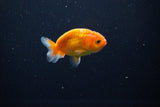 Ranchu  Sakura 2.5 Inch (ID#1119R1c-81) Free2Day SHIPPING