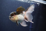 Thai Oranda  Panda 5 Inch (ID#1022To1b-83) Free2Day SHIPPING