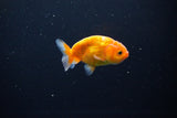 Ranchu  Sakura 2.5 Inch (ID#1119R1c-81) Free2Day SHIPPING