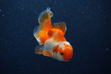 Baby Thai Oranda  Red White 3 Inch (ID#311TPTA-92) Free2Day SHIPPING