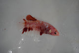 Giant Koi Galaxy  Plakat Female Betta (ID#801-F401) Free2Day SHIPPING