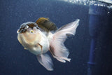 Thai Oranda  Panda 5 Inch (ID#1022To1b-83) Free2Day SHIPPING