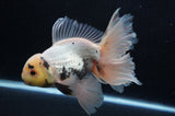 Thai Oranda  Panda 6 Inch (ID#415T6b-109)