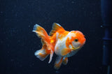 Baby Thai Oranda  Red White 3 Inch (ID#311TPTA-92) Free2Day SHIPPING