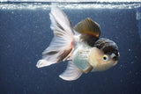 Thai Oranda  Panda 5 Inch (ID#1022To1b-83) Free2Day SHIPPING