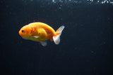 Ranchu  Sakura 2.5 Inch (ID#1119R1c-81) Free2Day SHIPPING