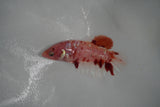 Giant Koi Galaxy  Plakat Female Betta (ID#801-F401) Free2Day SHIPPING