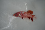 Giant Koi Galaxy  Plakat Female Betta (ID#801-F401) Free2Day SHIPPING