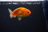 Ranchu  Sakura 2.5 Inch (ID#1119R1c-81) Free2Day SHIPPING