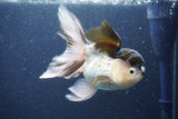 Thai Oranda  Panda 5 Inch (ID#1022To1b-83) Free2Day SHIPPING