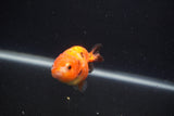 Baby Ranchu  Calico 2.5 Inch (ID#0103R9c-23) Free2Day SHIPPING