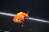 Baby Ranchu  Calico 2.5 Inch (ID#0103R9c-23) Free2Day SHIPPING