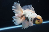 Thai Oranda  Panda 6 Inch (ID#415T6b-109)