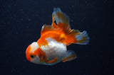Baby Thai Oranda  Red White 3 Inch (ID#311TPTA-92) Free2Day SHIPPING
